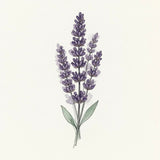 Minimalist Lavender Bouquet Line Art with Soft Watercolor Petals