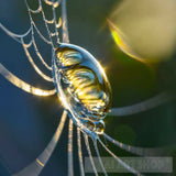 Morning Dew Nature Ai Art