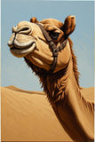 Majestic Desert Camel with Halter Fine Art Print