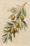 Olives 1 20x30in