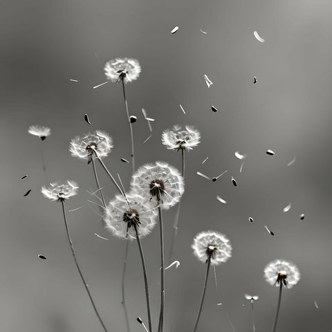 Dandelions