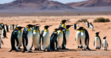 Penguins In Groups Animal Ai Art