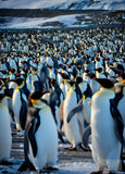 Penguins In Groups Animal Ai Art