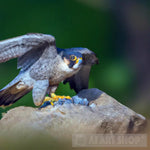 Peregrine Falcon1 Animal Ai Art