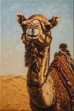 Majestic Desert Camel with Halter Fine Art Print