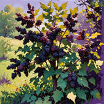 Mulberry Bush