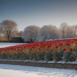 ’Red Roses And Falling Snow’ Landscape Ai Art