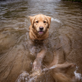 7 Images - Water Influence Golden Retriever AI Images