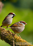 Sparrows Ai Artwork