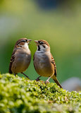 Sparrows Ai Artwork