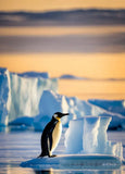 The Cute Penguin Ai Artwork