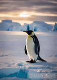The Cute Penguin Ai Artwork