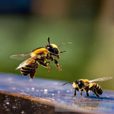 طيور والوان Animal Ai Art