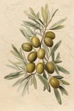 Olives 3  20x30in