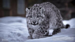 Wild Snow Leopard Animal Ai Art