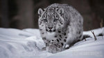 Wild Snow Leopard Animal Ai Art