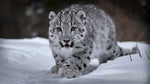 Wild Snow Leopard Animal Ai Art