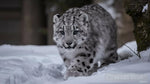 Wild Snow Leopard Animal Ai Art