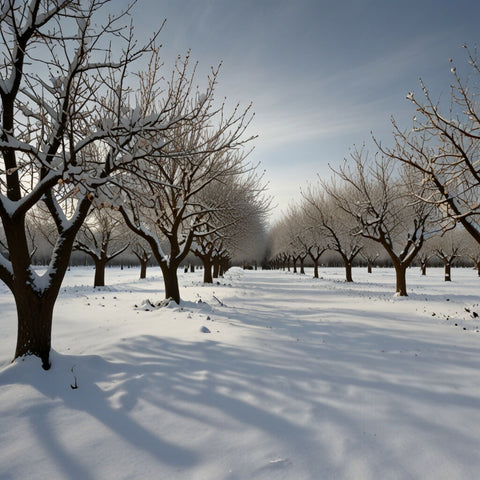 An orchard with bare fruit trees covered in snow (1)