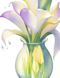 Calla Lilly